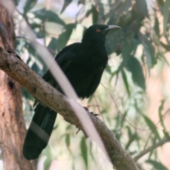 Corcorax melanorhamphos (White-winged Chough) at Wodonga - 20 Nov 2021 by KylieWaldon