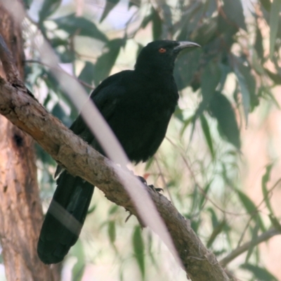 Corcorax melanorhamphos (White-winged Chough) at Federation Hill - 20 Nov 2021 by KylieWaldon