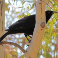 Corcorax melanorhamphos at West Wodonga, VIC - 21 Nov 2021 07:28 AM