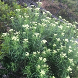 Cassinia longifolia at Manton, NSW - 20 Nov 2021