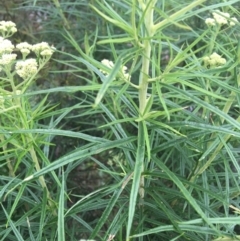 Cassinia longifolia at Manton, NSW - 20 Nov 2021