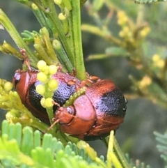 Dicranosterna immaculata (Acacia leaf beetle) at Manton, NSW - 19 Nov 2021 by Ned_Johnston