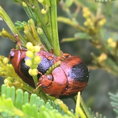 Dicranosterna immaculata (Acacia leaf beetle) at Mundoonen Nature Reserve - 19 Nov 2021 by Ned_Johnston