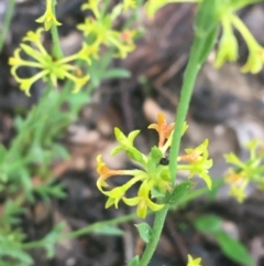 Pimelea curviflora (Curved Rice-flower) at Mundoonen Nature Reserve - 20 Nov 2021 by NedJohnston