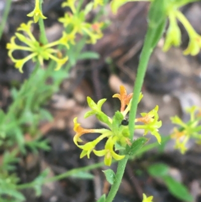 Pimelea curviflora (Curved Rice-flower) at Manton, NSW - 19 Nov 2021 by Ned_Johnston