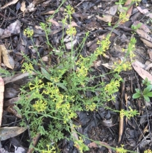 Pimelea curviflora at Manton, NSW - 20 Nov 2021 09:57 AM