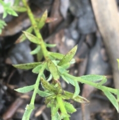 Pimelea curviflora at Manton, NSW - 20 Nov 2021 09:57 AM