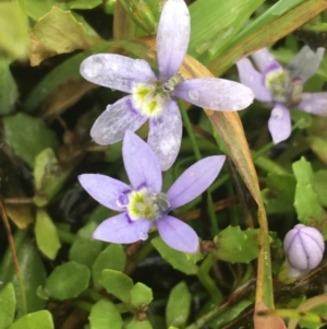 Isotoma fluviatilis subsp. australis at Manton, NSW - 20 Nov 2021