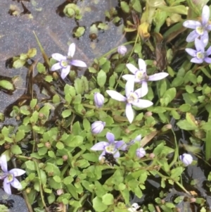 Isotoma fluviatilis subsp. australis at Manton, NSW - 20 Nov 2021