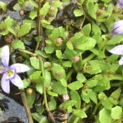 Isotoma fluviatilis subsp. australis at Manton, NSW - 20 Nov 2021