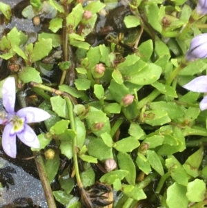 Isotoma fluviatilis subsp. australis at Manton, NSW - 20 Nov 2021