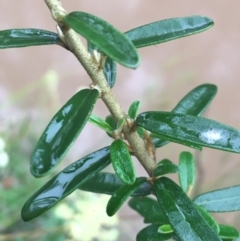 Astrotricha ledifolia at Lade Vale, NSW - 20 Nov 2021