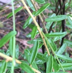 Astrotricha ledifolia at Lade Vale, NSW - 20 Nov 2021