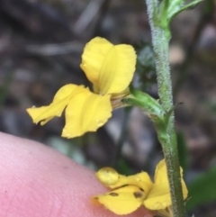 Goodenia stelligera (Wallum Goodenia) at Mundoonen Nature Reserve - 20 Nov 2021 by NedJohnston