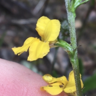 Goodenia stelligera (Wallum Goodenia) at Lade Vale, NSW - 19 Nov 2021 by Ned_Johnston