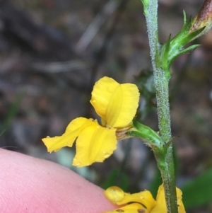 Goodenia stelligera at Lade Vale, NSW - 20 Nov 2021 10:48 AM