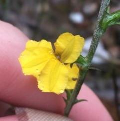 Goodenia stelligera at Lade Vale, NSW - 20 Nov 2021 10:48 AM