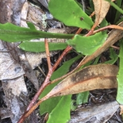 Goodenia stelligera at Lade Vale, NSW - 20 Nov 2021 10:48 AM