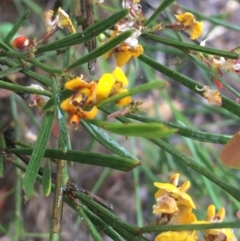 Daviesia leptophylla (Slender Bitter Pea) at Lade Vale, NSW - 20 Nov 2021 by NedJohnston