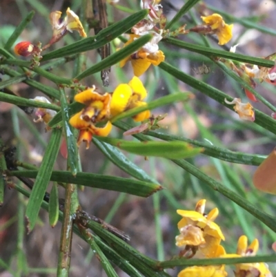 Daviesia leptophylla (Slender Bitter Pea) at Lade Vale, NSW - 20 Nov 2021 by NedJohnston