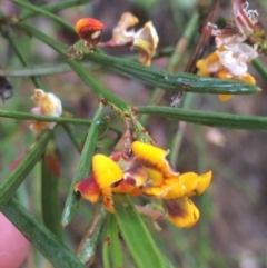 Daviesia leptophylla at Lade Vale, NSW - 20 Nov 2021 10:28 AM