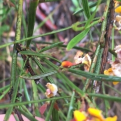 Daviesia leptophylla at Lade Vale, NSW - 20 Nov 2021