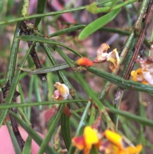 Daviesia leptophylla at Lade Vale, NSW - 20 Nov 2021