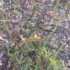 Daviesia leptophylla at Lade Vale, NSW - 20 Nov 2021 10:28 AM