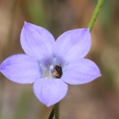 Unidentified Bee (Hymenoptera, Apiformes) at Cook, ACT - 18 Nov 2021 by Tammy