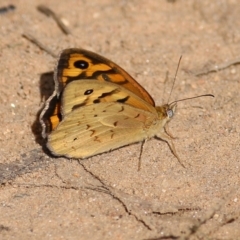 Heteronympha merope (Common Brown Butterfly) at Federation Hill - 20 Nov 2021 by KylieWaldon