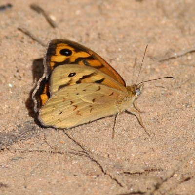 Heteronympha merope (Common Brown Butterfly) at Wodonga - 20 Nov 2021 by KylieWaldon