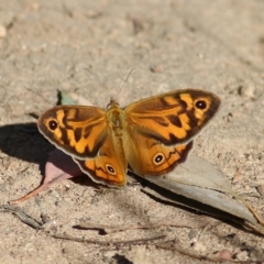 Heteronympha merope at West Wodonga, VIC - 21 Nov 2021 07:41 AM