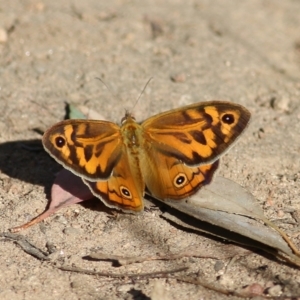Heteronympha merope at West Wodonga, VIC - 21 Nov 2021 07:41 AM