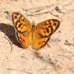 Heteronympha merope at West Wodonga, VIC - 21 Nov 2021 07:41 AM