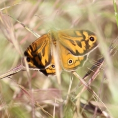 Heteronympha merope at West Wodonga, VIC - 21 Nov 2021 07:41 AM
