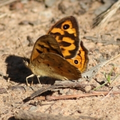 Heteronympha merope at West Wodonga, VIC - 21 Nov 2021 07:41 AM