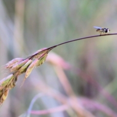 Syrphini sp. (tribe) (Unidentified syrphine hover fly) at Federation Hill - 20 Nov 2021 by KylieWaldon