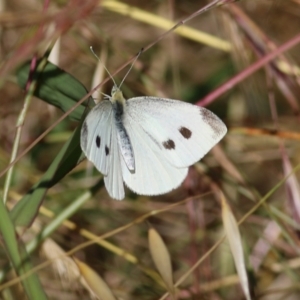 Pieris rapae at West Wodonga, VIC - 21 Nov 2021 07:40 AM