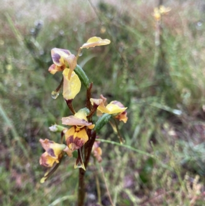 Diuris sulphurea (Tiger Orchid) at Bungendore, NSW - 20 Nov 2021 by yellowboxwoodland