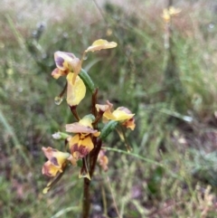 Diuris sulphurea (Tiger orchid) at Bungendore, NSW - 20 Nov 2021 by yellowboxwoodland