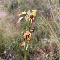Diuris sulphurea (Tiger orchid) at Bungendore, NSW - 20 Nov 2021 by yellowboxwoodland