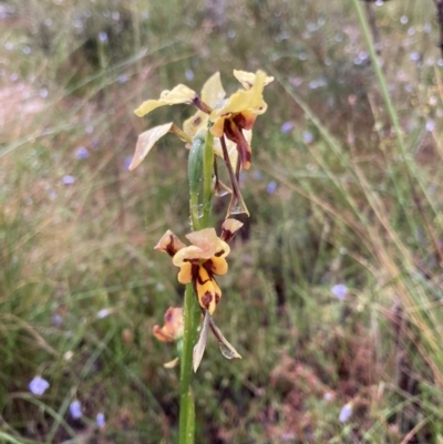 Diuris sulphurea (Tiger Orchid) at Bungendore, NSW - 20 Nov 2021 by yellowboxwoodland