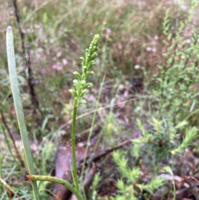 Microtis sp. (Onion Orchid) at Bungendore, NSW - 20 Nov 2021 by yellowboxwoodland