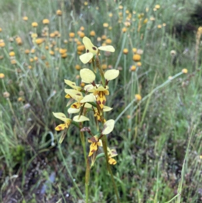 Diuris sulphurea (Tiger Orchid) at Bungendore, NSW - 13 Nov 2021 by yellowboxwoodland