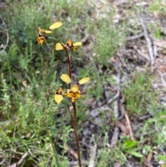 Diuris pardina (Leopard Doubletail) at Bungendore, NSW - 16 Oct 2021 by yellowboxwoodland