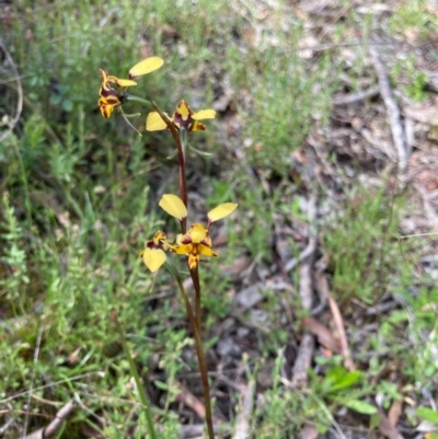Diuris pardina (Leopard Doubletail) at Bungendore, NSW - 16 Oct 2021 by yellowboxwoodland