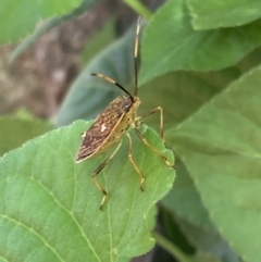 Poecilometis strigatus at Macarthur, ACT - suppressed