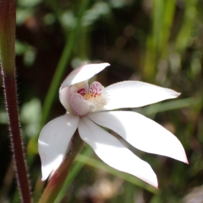 Caladenia alpina (Mountain Caps) at Paddys River, ACT - 18 Nov 2021 by AnneG1