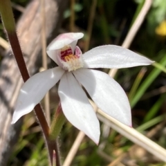 Caladenia alpina at Paddys River, ACT - suppressed