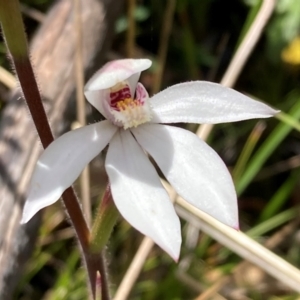 Caladenia alpina at Paddys River, ACT - 18 Nov 2021